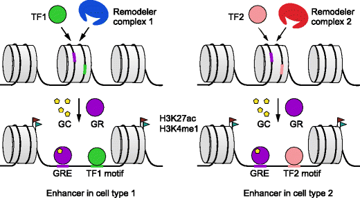 Genomic Effects Of Glucocorticoids Springerlink