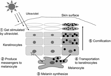 Effect Of Quercetin Derivatives On Melanogenesis Stimulation - 