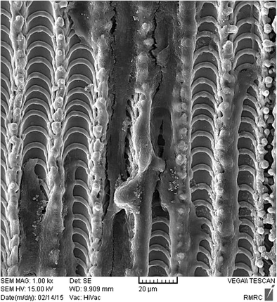 Morphology, proliferation, and gene expression of gingival fibroblasts