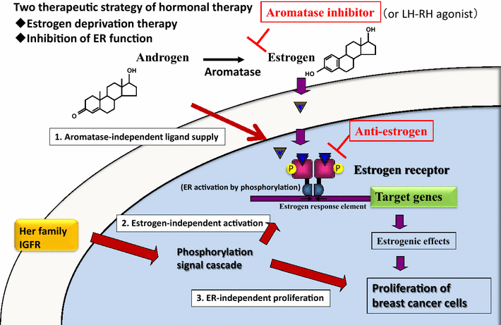 Mechanisms of hormonal therapy resistance in breast cancer | SpringerLink