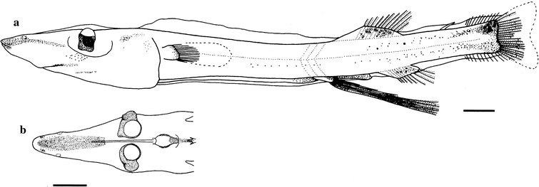 Dolichopteryx Pseudolongipes, A New Species Of Spookfish (Argentinoidei ...