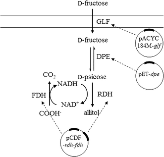 t4 dna ligase fermentas pdf