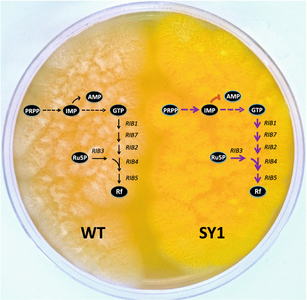Bioproduction of riboflavin a bright yellow history SpringerLink