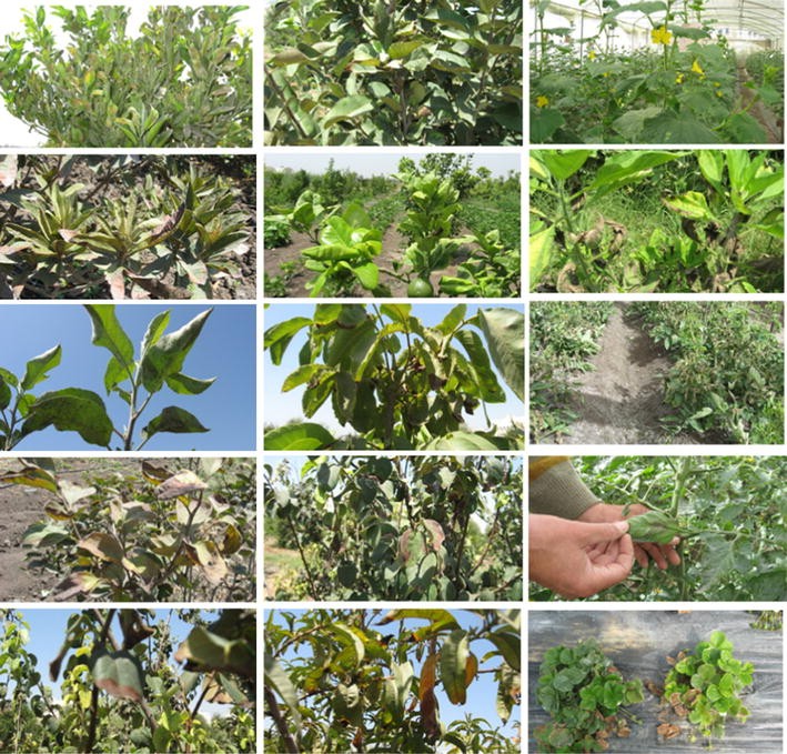 Selenium And Nano Selenium In Plant Nutrition Springerlink - 