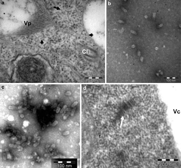 Identification and partial characterization of a Carica ...