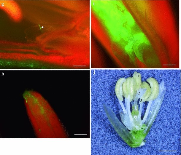 Rice false smut pathogen, Ustilaginoidea virens, invades through small ...