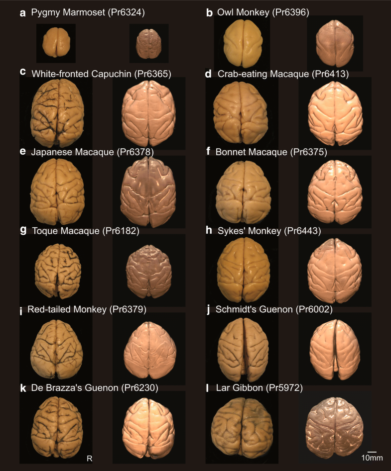 The Japan Monkey Centre Primates Brain Imaging Repository For ...