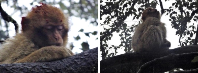 Injured juvenile Pipo retreated to a tree after being struck by a car and was left behind when unable to follow his natal group when they moved from the area. / Ph. Liz Campbell