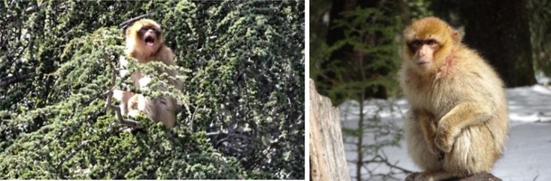 Injured juvenile Pipo a screaming alone in a tree at 11:33 (screenshot from Video provided as Online Resource) and b alone on the ground. / Ph. Liz Campbell