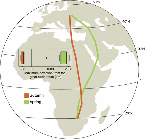 Loop Migration Induced By Seasonally Different Flyway Use In