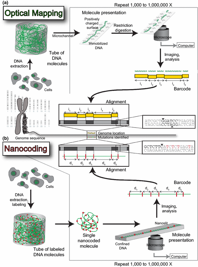 Optical mapping and nanocoding - 10404 2015 1685 Fig1 HTML 