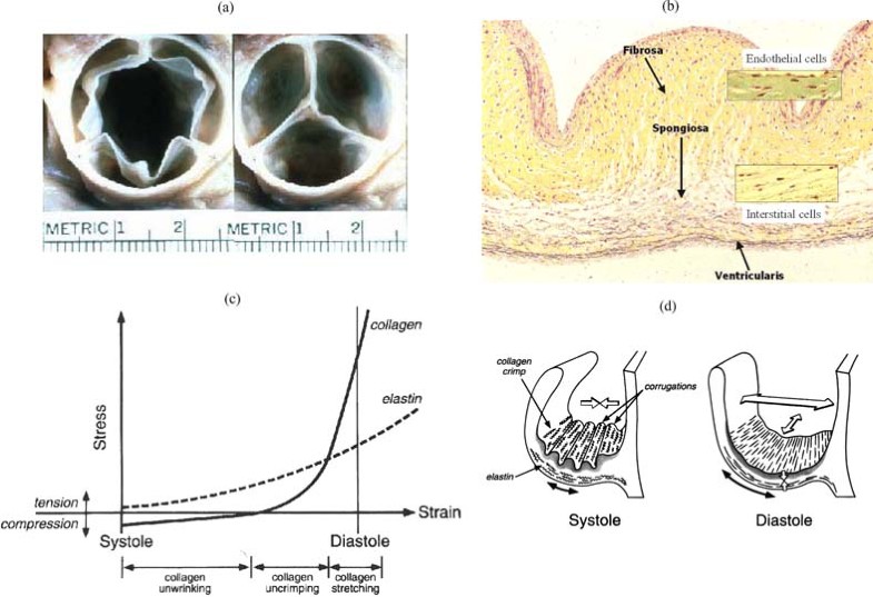 Heart Valve Tissue Engineering Concepts, Approaches, Progress, and