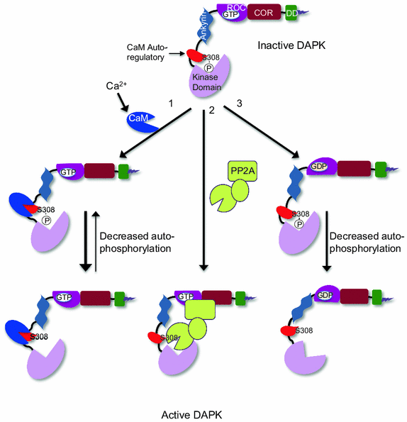 The DAPK family: a structure–function analysis | SpringerLink