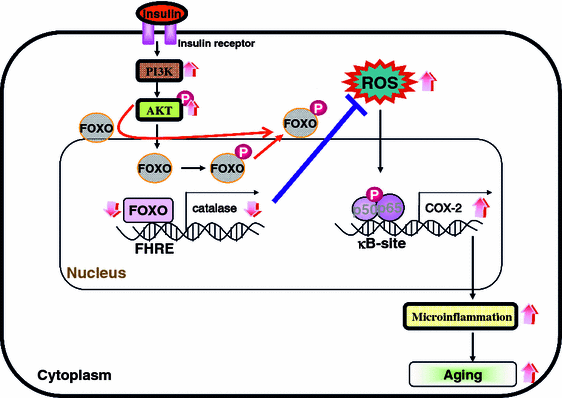 The activation of NF-κB through Akt-induced FOXO1 phosphorylation ...