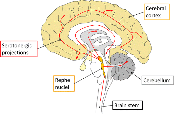 Serotonin: from top to bottom | SpringerLink