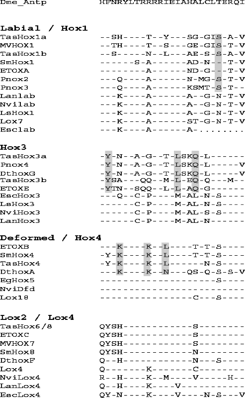 Hox Genes From The Tapeworm Taenia Asiatica Platyhelminthes Cestoda Springerlink