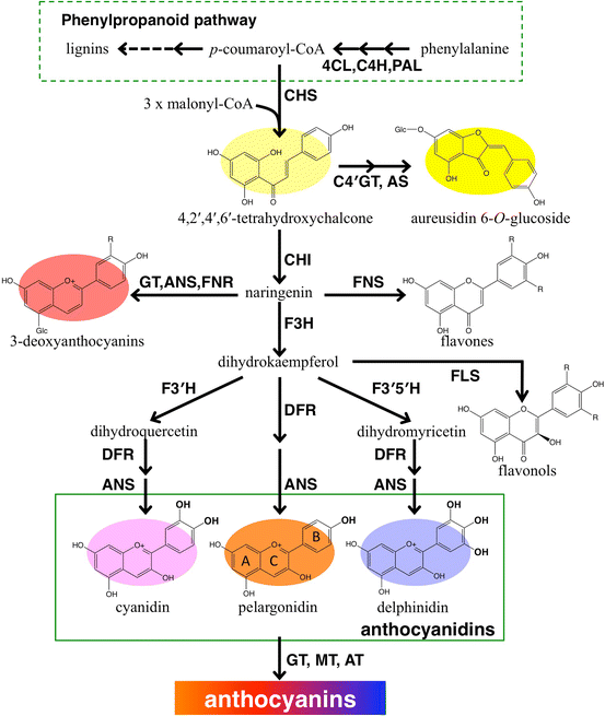 Genetic Engineering Of Flavonoid Pigments To Modify Flower Color In 