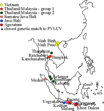 A Virus And Its Vector Pepper Yellow Leaf Curl Virus And Bemisia