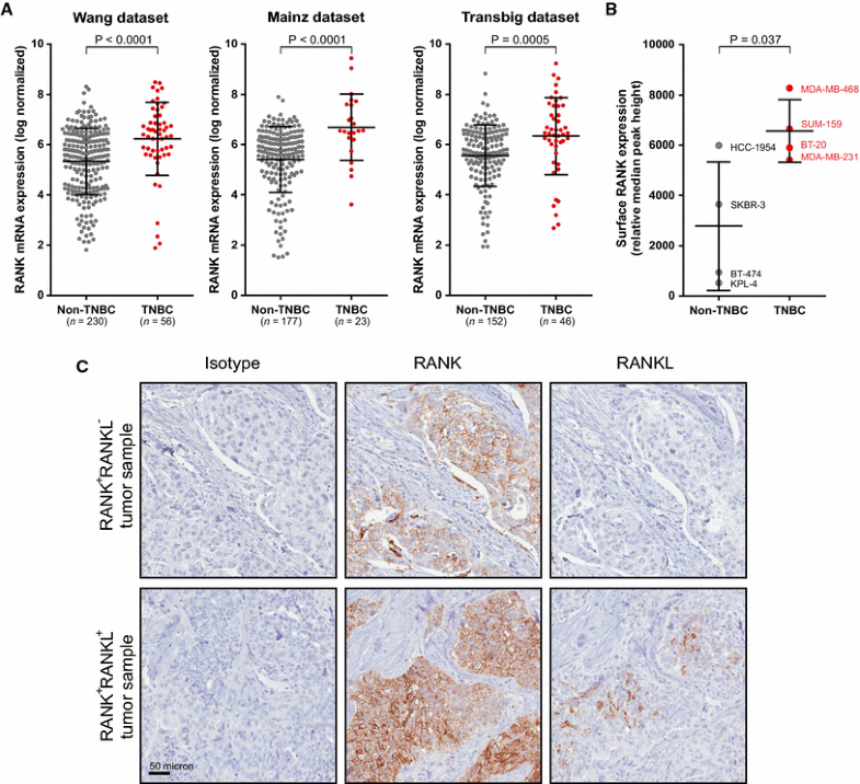 triple negative breast cancer prognosis