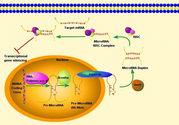 Microrna Function In Cancer Oncogene Or A Tumor Suppressor Springerlink
