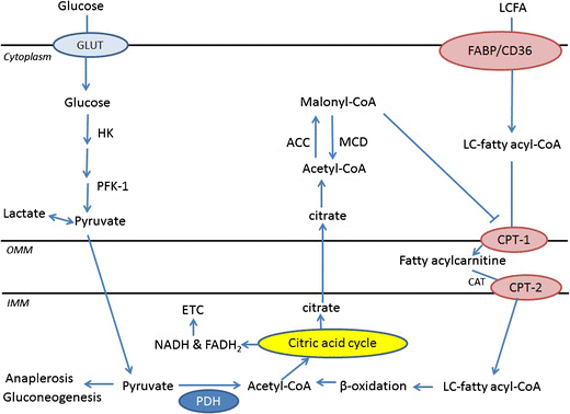 Drugs that Affect Cardiac Metabolism: Focus on Perhexiline | SpringerLink