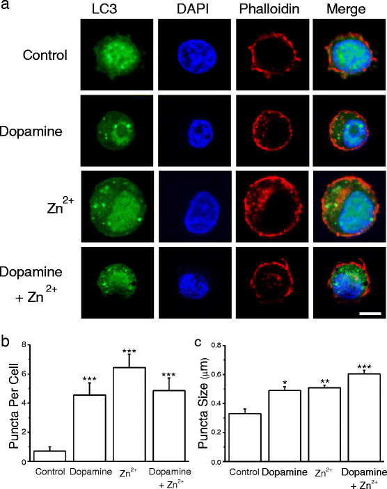 Dopamine and zincinduced autophagosome formation facilitates PC12