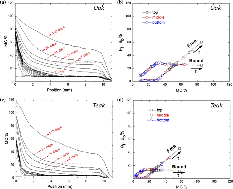 Bound and free water distribution in wood during water uptake and