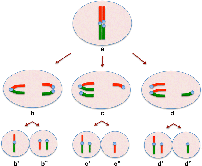 Aneuploidy in spermatids of Robertsonian (Rb) chromosome heterozygous mice SpringerLink