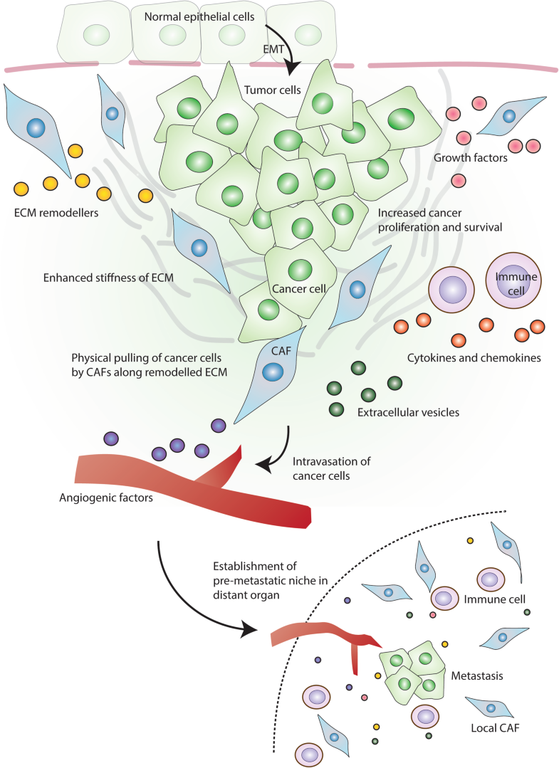 Cancer-associated fibroblasts: how do they contribute to metastasis ...