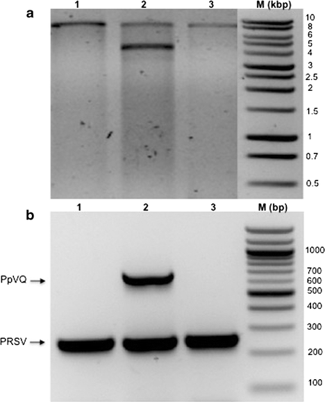 Detection And Partial Genome Sequence Of A New Umbra Like Virus Of