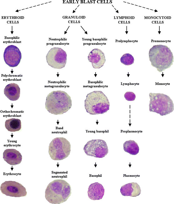 Haematopoiesis in the head kidney of common carp ( Cyprinus carpio L ...