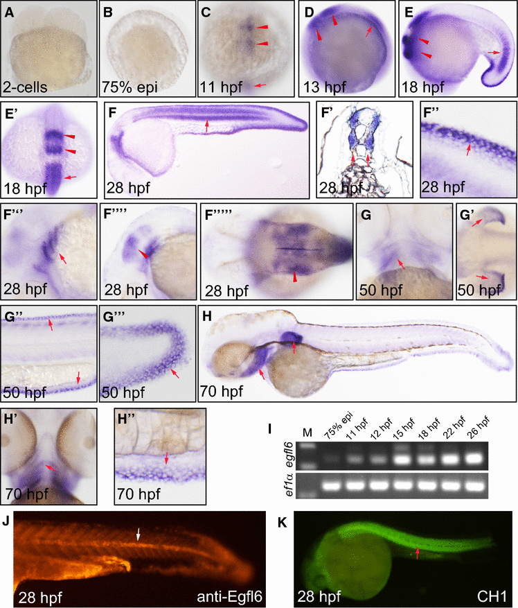 Egfl6 is involved in zebrafish notochord development SpringerLink
