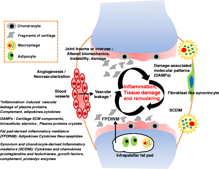 Chondroitin sulphate a focus on osteoarthritis SpringerLink