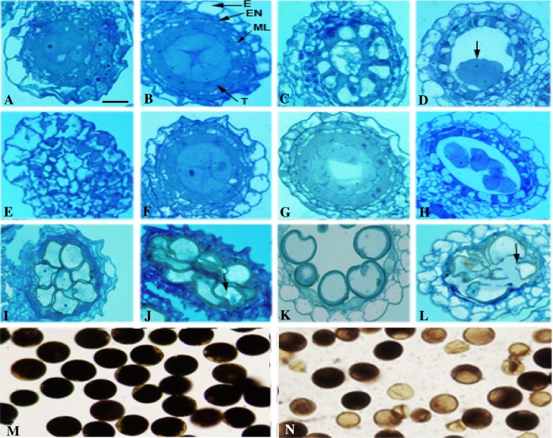 OsMND1 regulates early meiosis and improves the seed set rate in ...