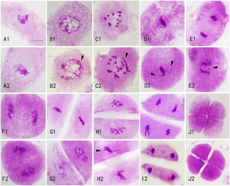 OsMND1 regulates early meiosis and improves the seed set rate in ...