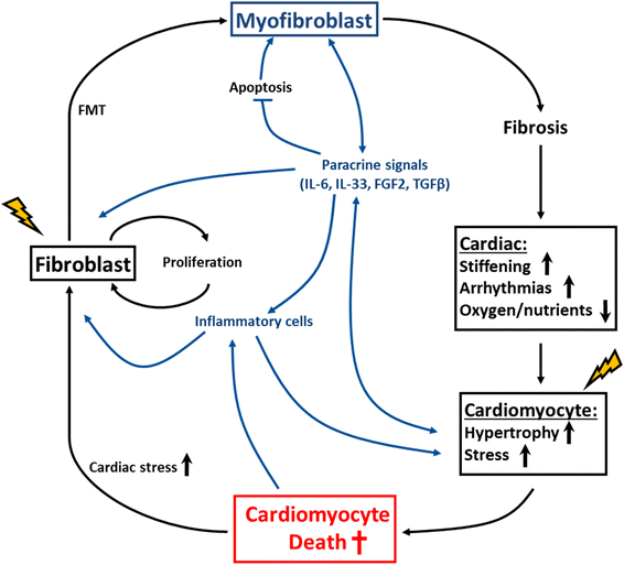 Myo Fibroblasts Nature Reviews Myo Fibroblasts Nature Reviews
