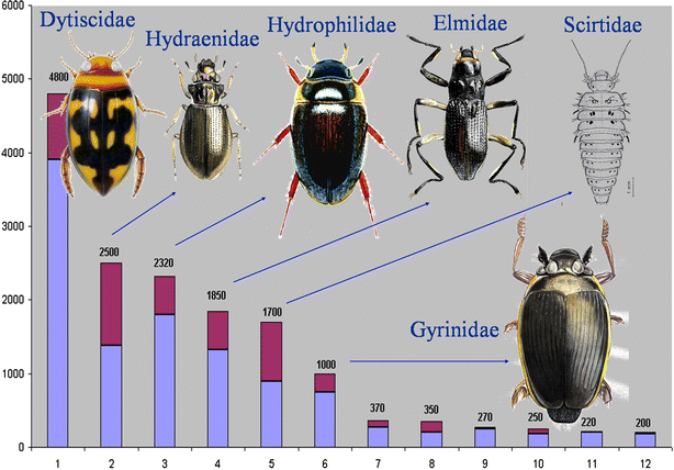 Global diversity of water beetles (Coleoptera) in freshwater | SpringerLink