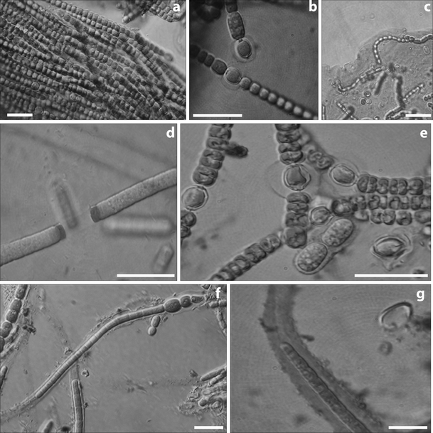 Characterization of exopolysaccharides produced by seven biofilm ...