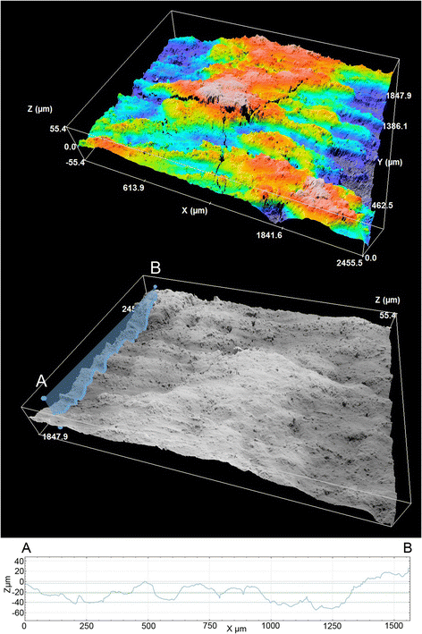Sequential Incisions On A Cave Bear Bone From The Middle - 