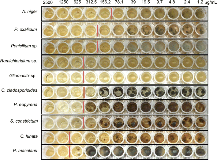 Structural Characterization Of Antifungal Cazn2 Oh 6 2h2o Nanoparticles Obtained Via Mechanochemical Processing Springerlink