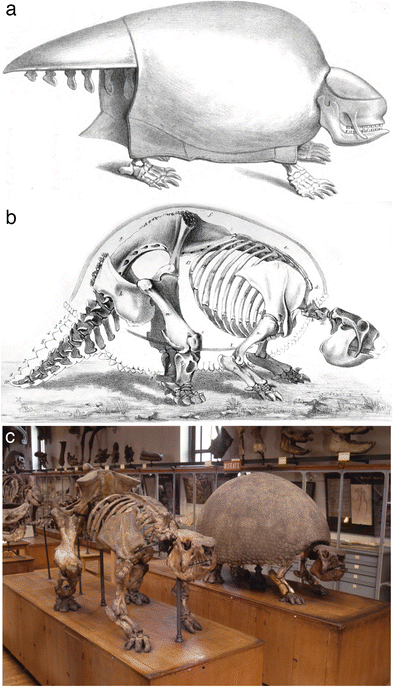 The Postcranial Musculoskeletal System Of Xenarthrans - 