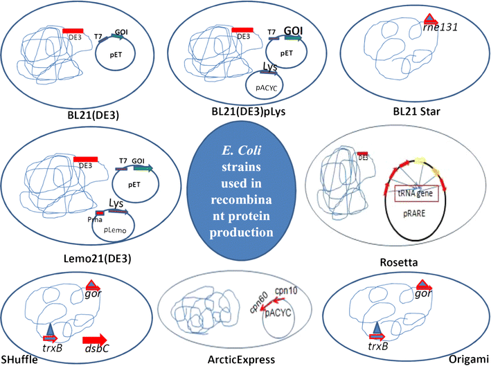 Strategies for the Production of Protein in Escherichia