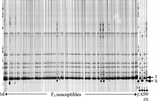 efficient authentic fine mapping of the rice blast resistance gene