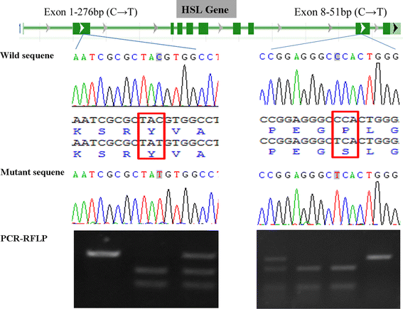 association of hsl gene e1 c 276c t and e8 c 51c t mutation dd form 2842