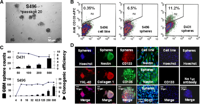 Molecular Properties Of Cd133 Glioblastoma Stem Cells Derived From Treatment Refractory