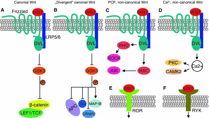 Physiological Role of β-Catenin/TCF Signaling in Neurons of the Adult ...