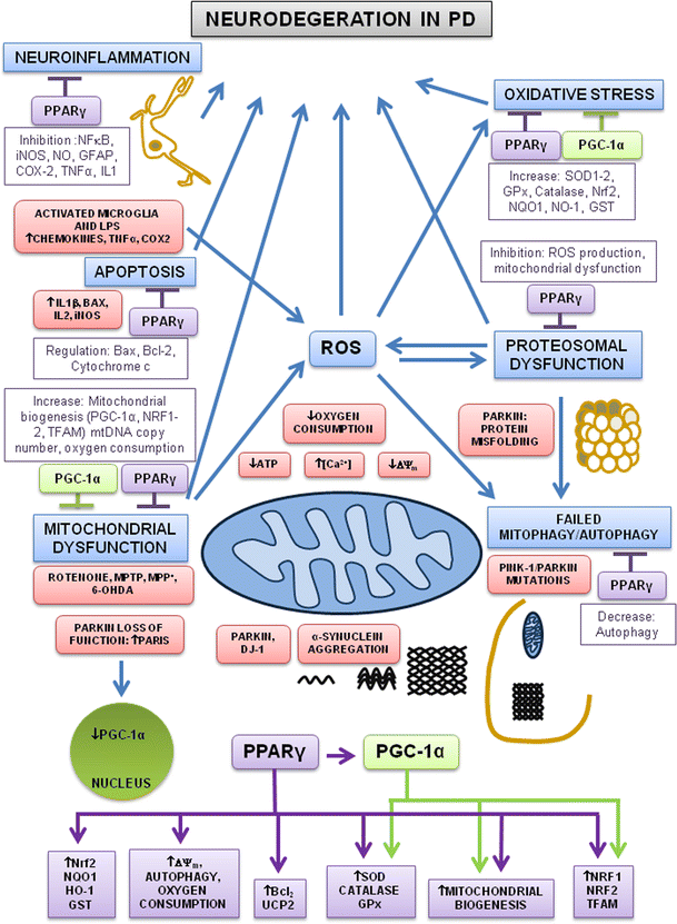 Parkinsons Disease Progression >> PPARγ and PGC-1α as Therapeutic Targets in Parkinson’s ... Parkinsons Disease Progression >> PPARγ and PGC-1α as Therapeutic Targets in Parkinson’s ...
