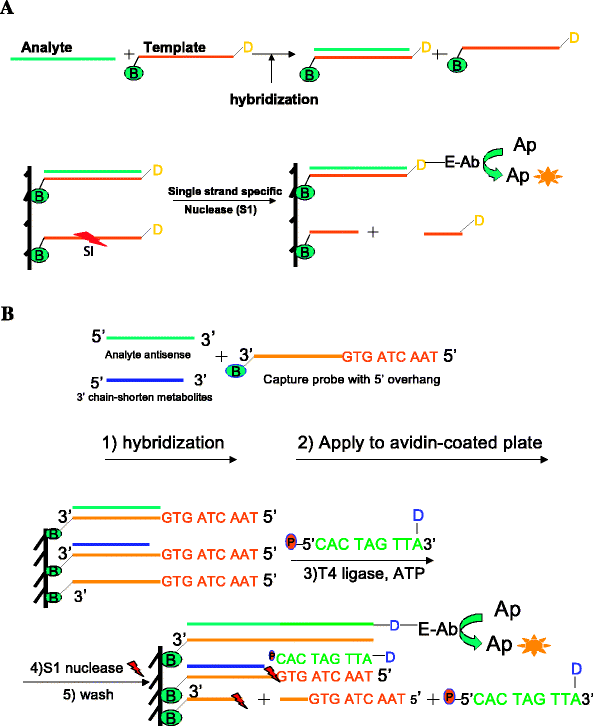 A Specific HybridizationBased ELISA Assay for the