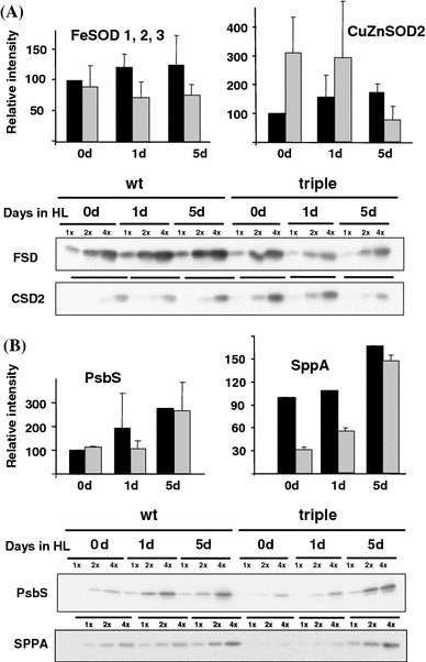 arabidopsis thaliana deficient in two chloroplast ascorbate open image in new window