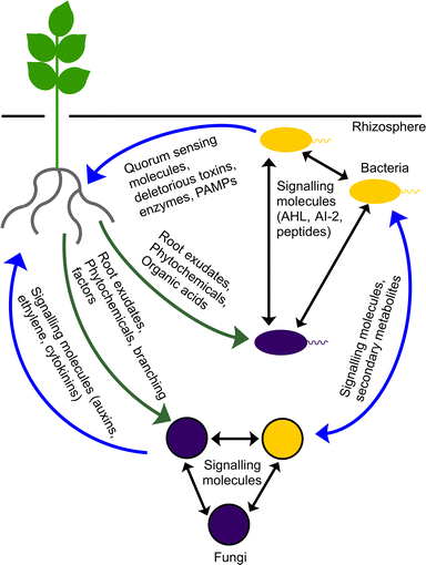 Plant root-microbe communication in shaping root microbiomes | SpringerLink